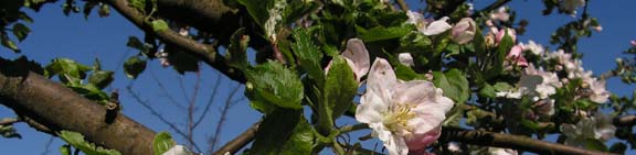Apfelblüten